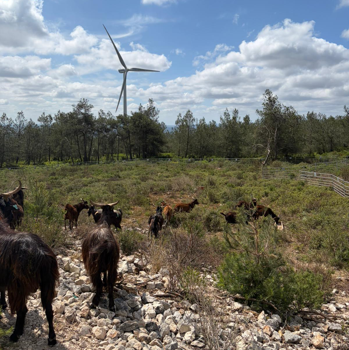 Candeeiros goats