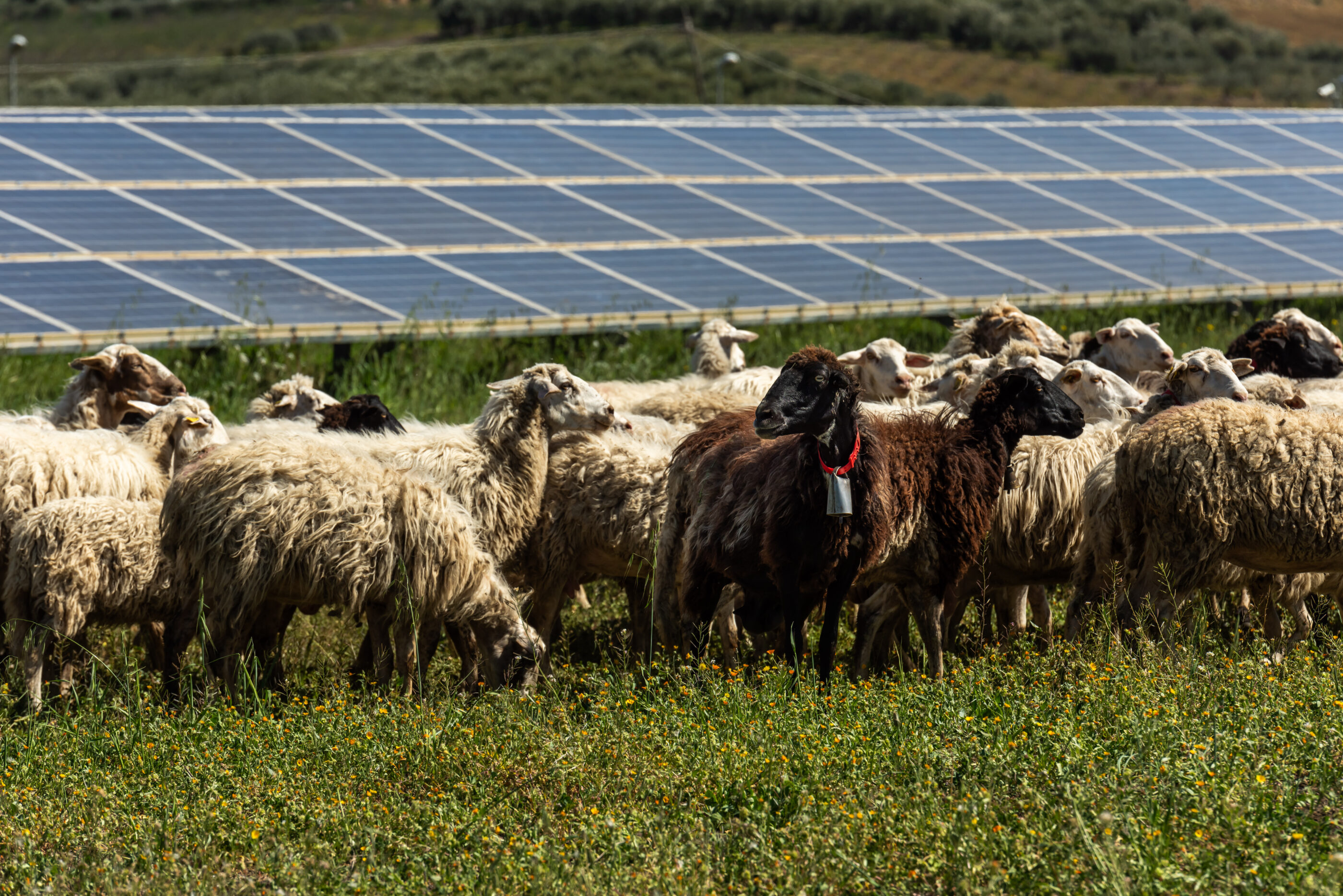 Ferme agrivoltaïque 1
