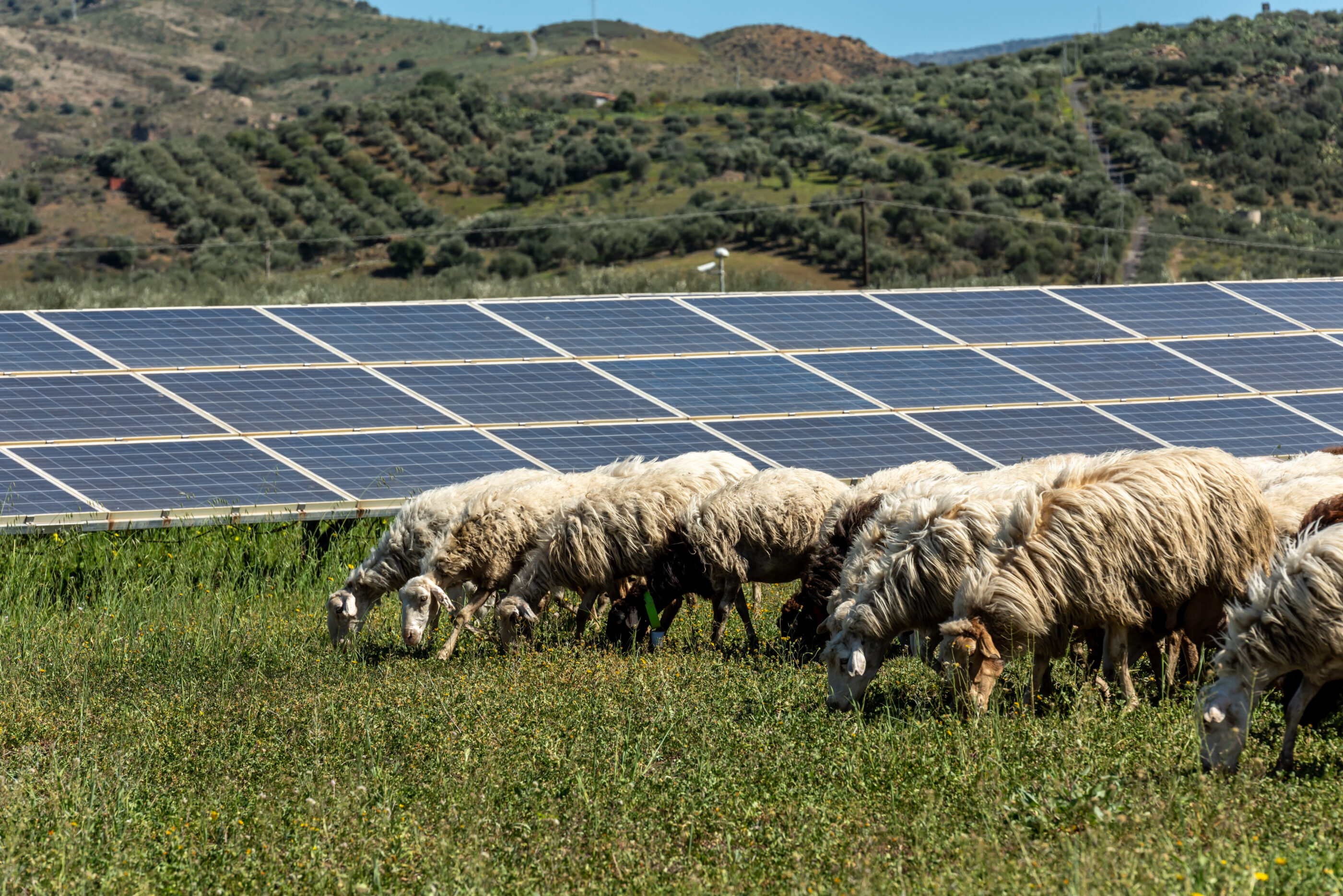 Ferme agrivoltaïque 2