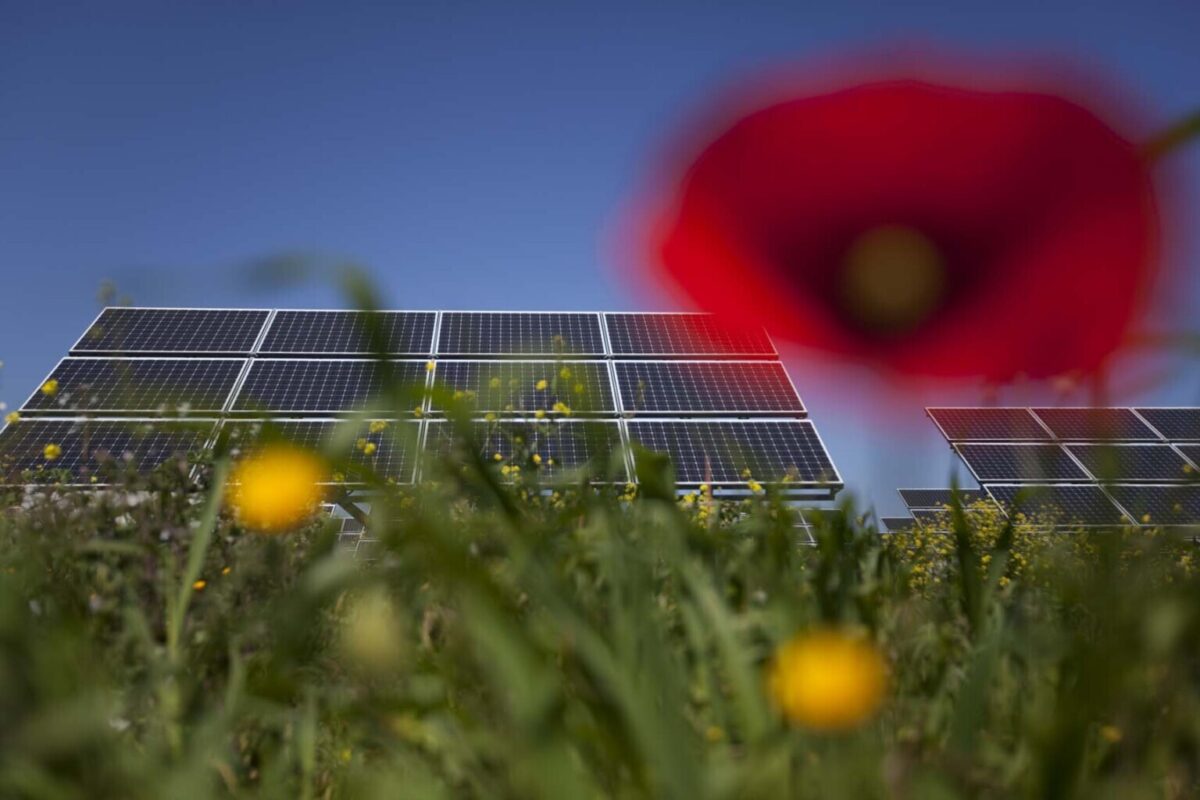 Solar panels in a field with wildflowers