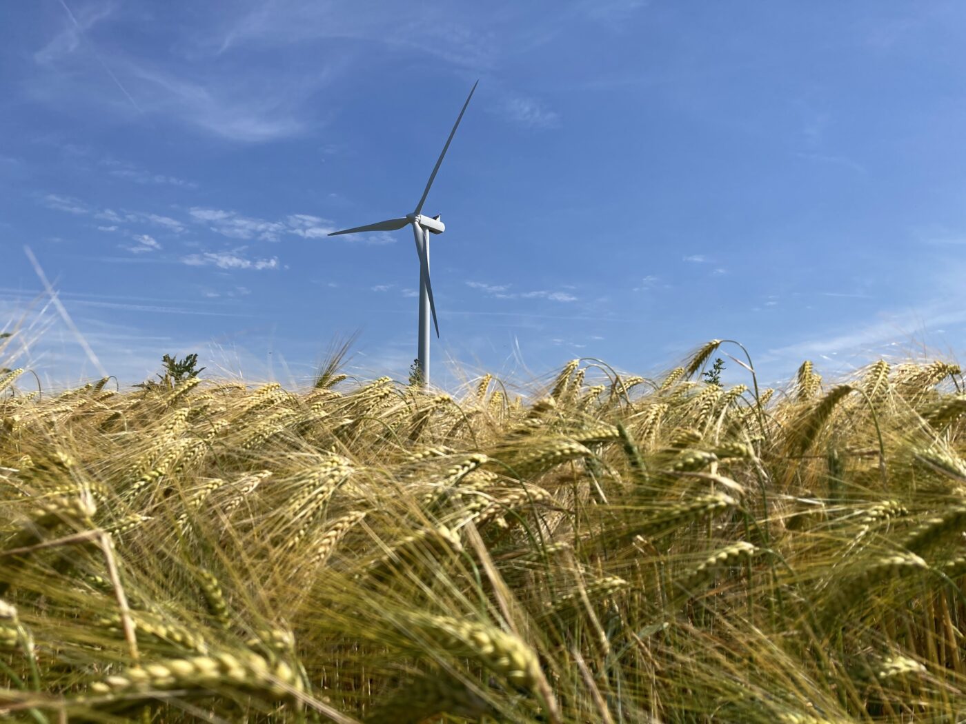 Wind turbine in a wheat field, under a blue sky