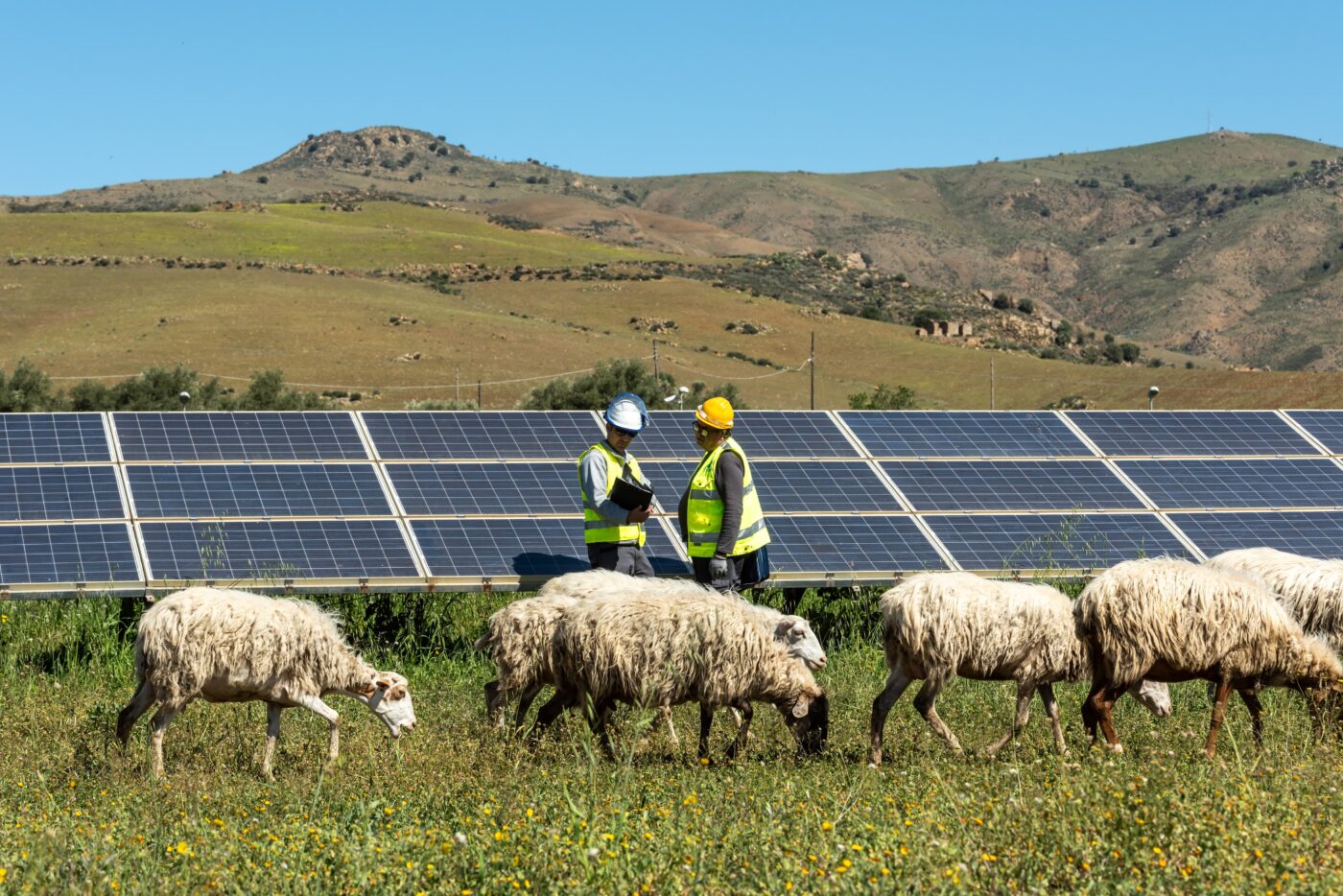 Two renewable energy technicians as a solar farm in a field with sheep