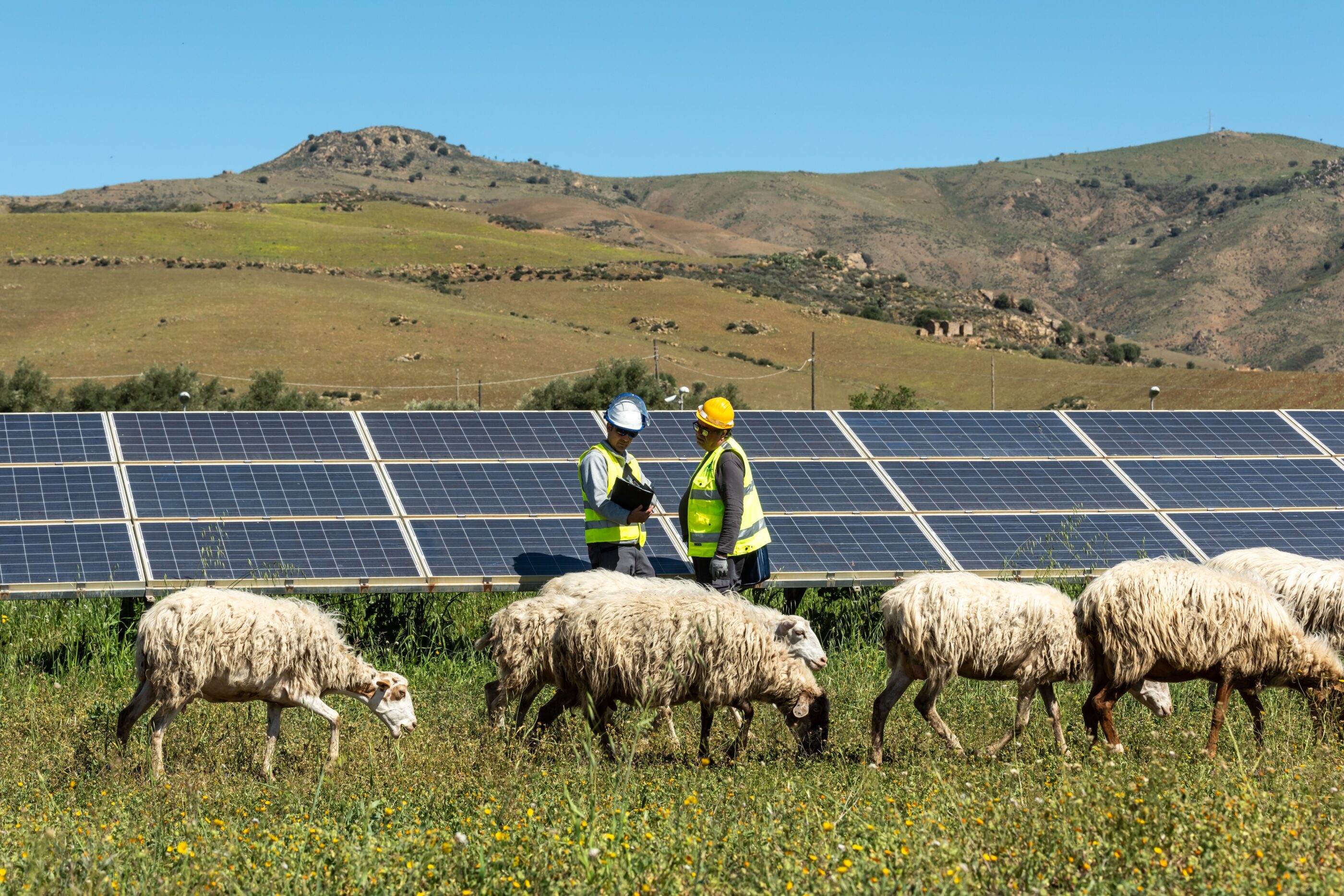 Two renewable energy technicians as a solar farm in a field with sheep
