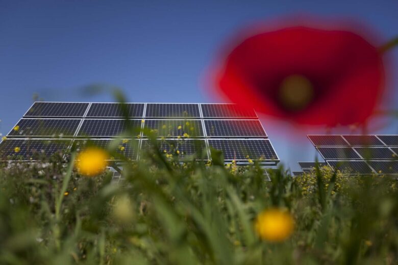 Solar panels in a field with wildflowers